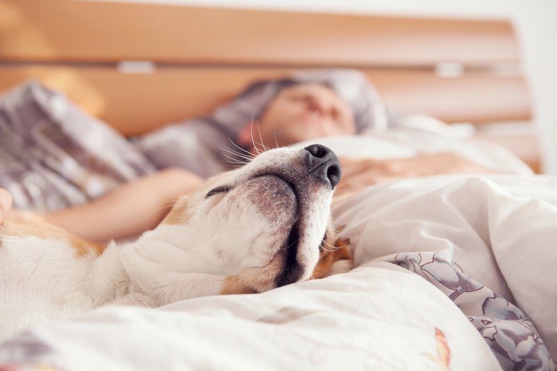Dog cuddling owner in bed